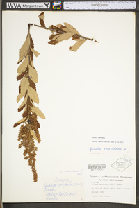 Spiraea tomentosa image