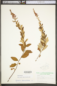 Spiraea tomentosa image