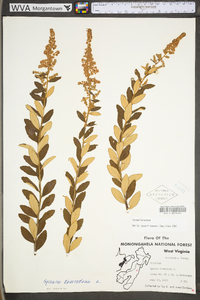 Spiraea tomentosa image