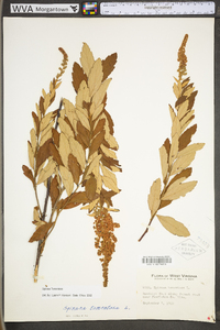 Spiraea tomentosa image