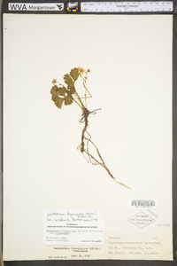Waldsteinia fragarioides subsp. fragarioides image