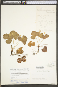 Waldsteinia fragarioides subsp. fragarioides image