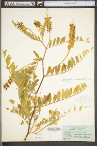 Astragalus canadensis image