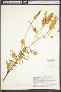 Astragalus canadensis var. canadensis image