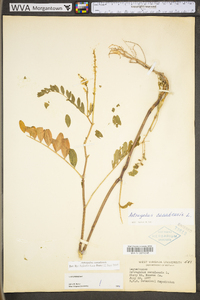 Astragalus canadensis image