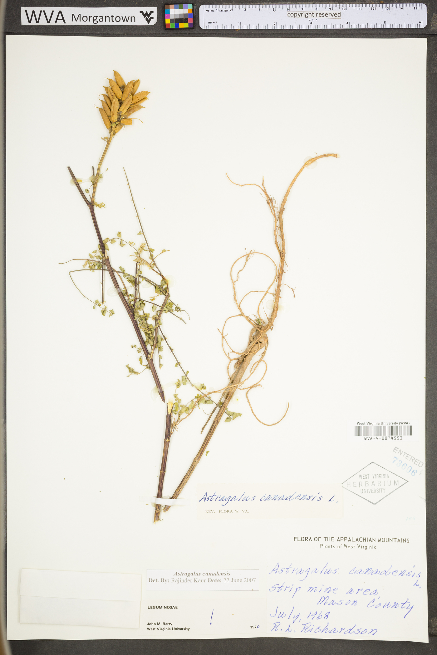 Astragalus canadensis var. canadensis image