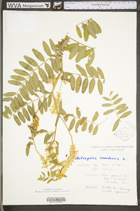 Astragalus canadensis image