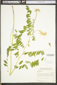 Astragalus canadensis image