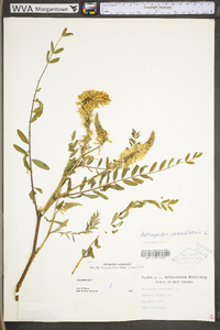 Astragalus canadensis image