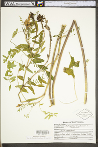 Astragalus canadensis image