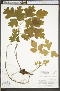 Toxicodendron pubescens image