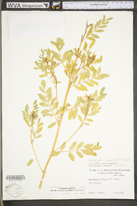 Astragalus neglectus image