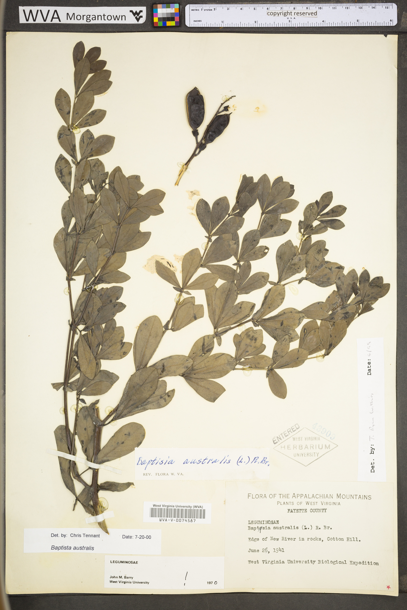 Baptisia australis var. australis image