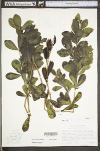 Baptisia australis var. australis image