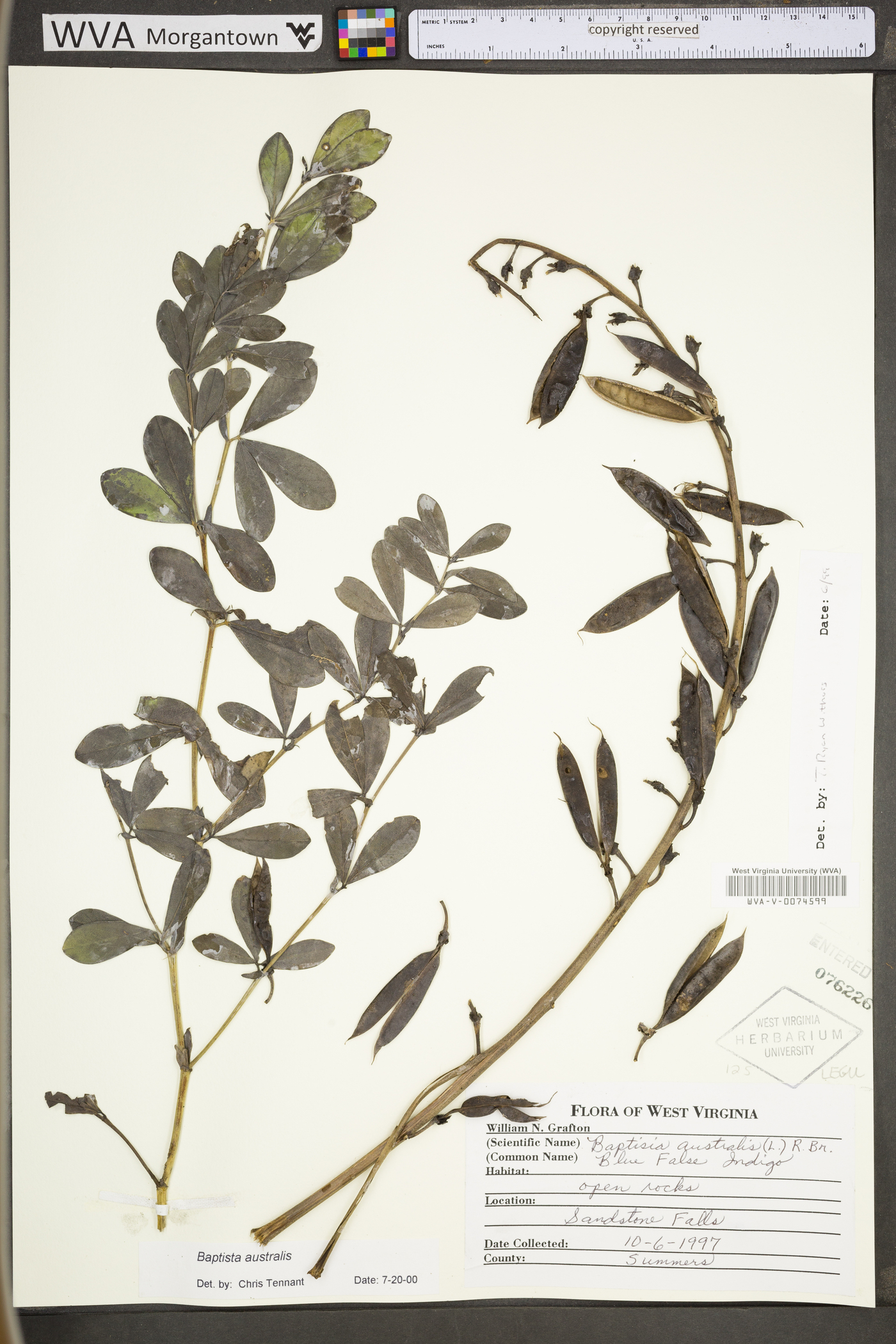 Baptisia australis var. australis image