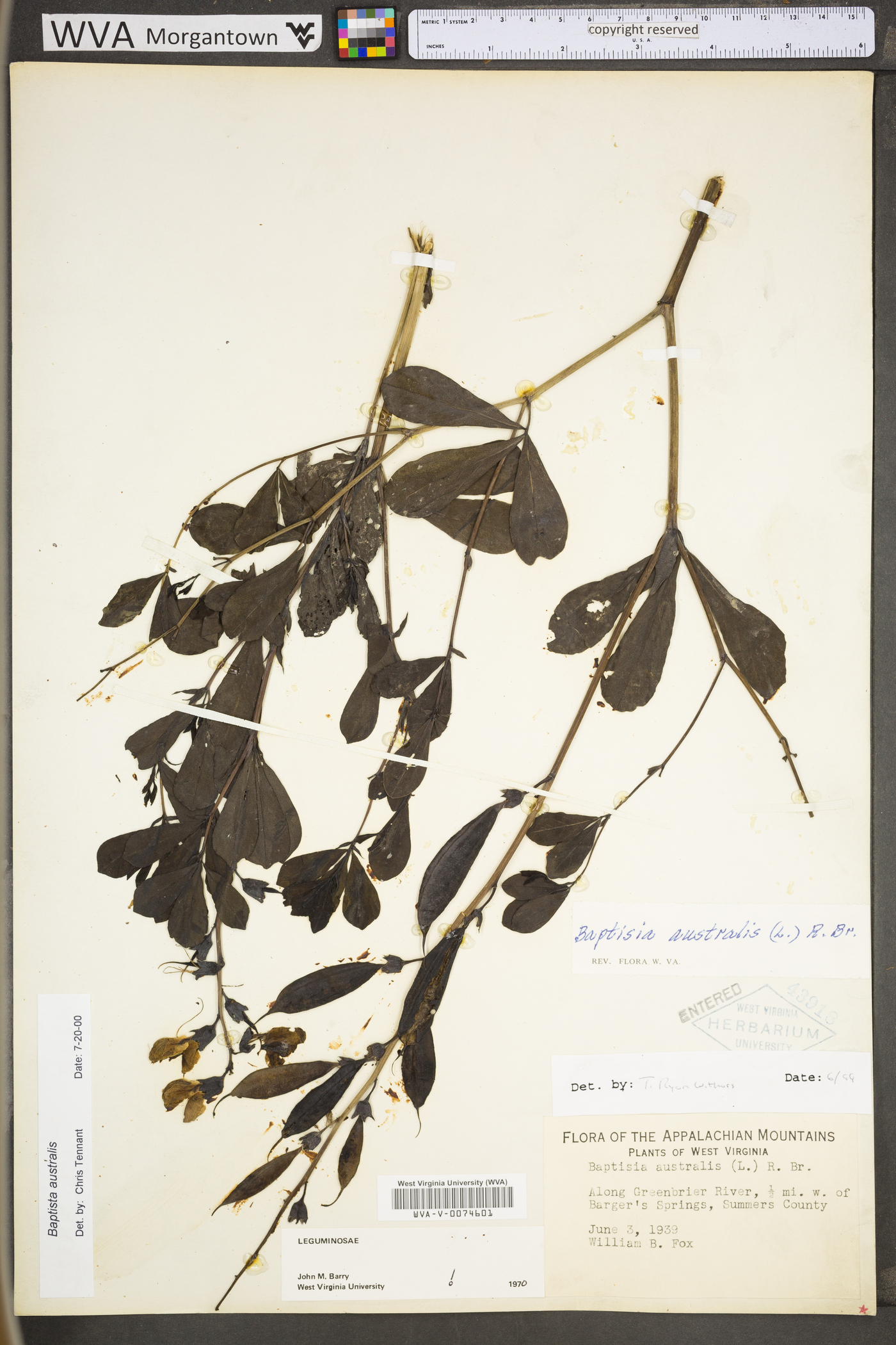 Baptisia australis var. australis image