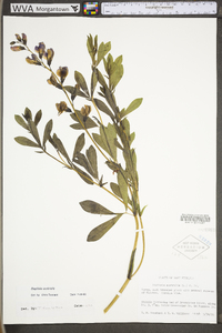Baptisia australis var. australis image