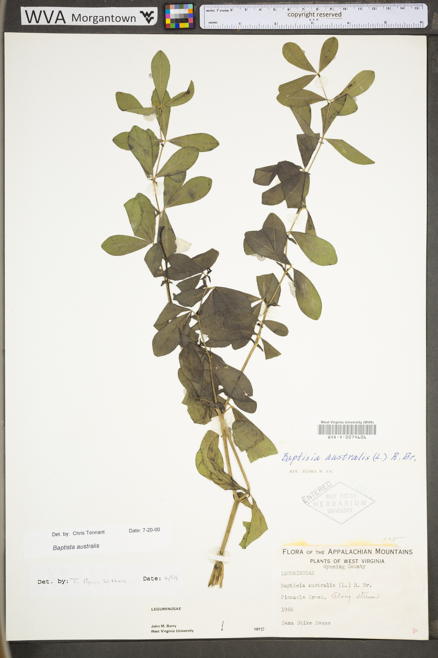 Baptisia australis var. australis image