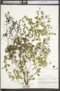 Baptisia tinctoria image