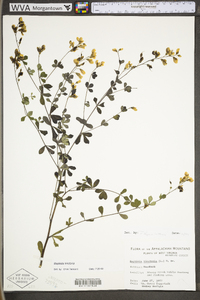 Baptisia tinctoria image