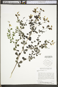 Baptisia tinctoria image