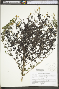 Baptisia tinctoria image