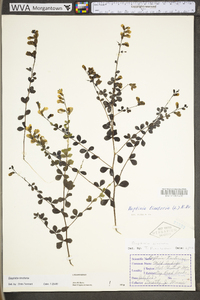 Baptisia tinctoria image