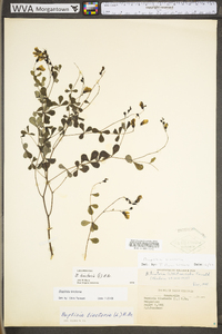 Baptisia tinctoria image