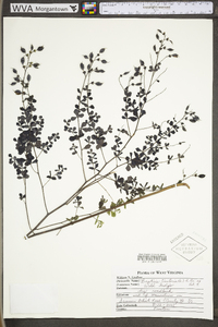 Baptisia tinctoria image