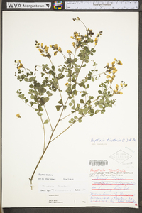 Baptisia tinctoria image