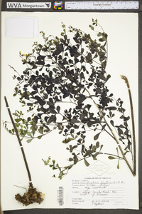 Baptisia tinctoria image