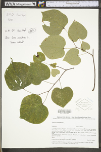 Cercis canadensis var. canadensis image