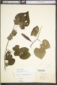 Cercis canadensis var. canadensis image