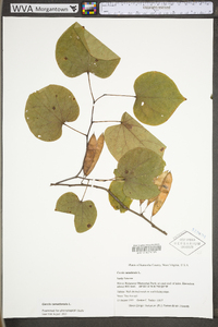 Cercis canadensis var. canadensis image