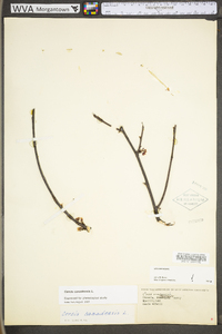 Cercis canadensis var. canadensis image