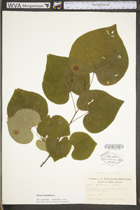 Cercis canadensis var. canadensis image