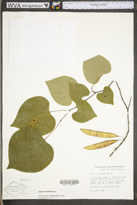 Cercis canadensis var. canadensis image