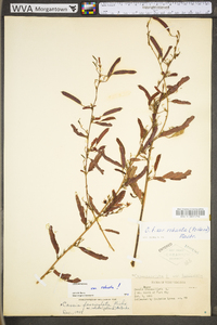 Chamaecrista fasciculata var. fasciculata image