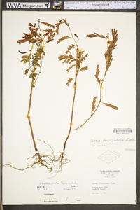 Chamaecrista fasciculata var. fasciculata image