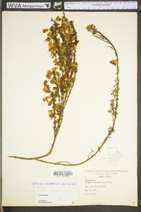 Cytisus scoparius var. scoparius image