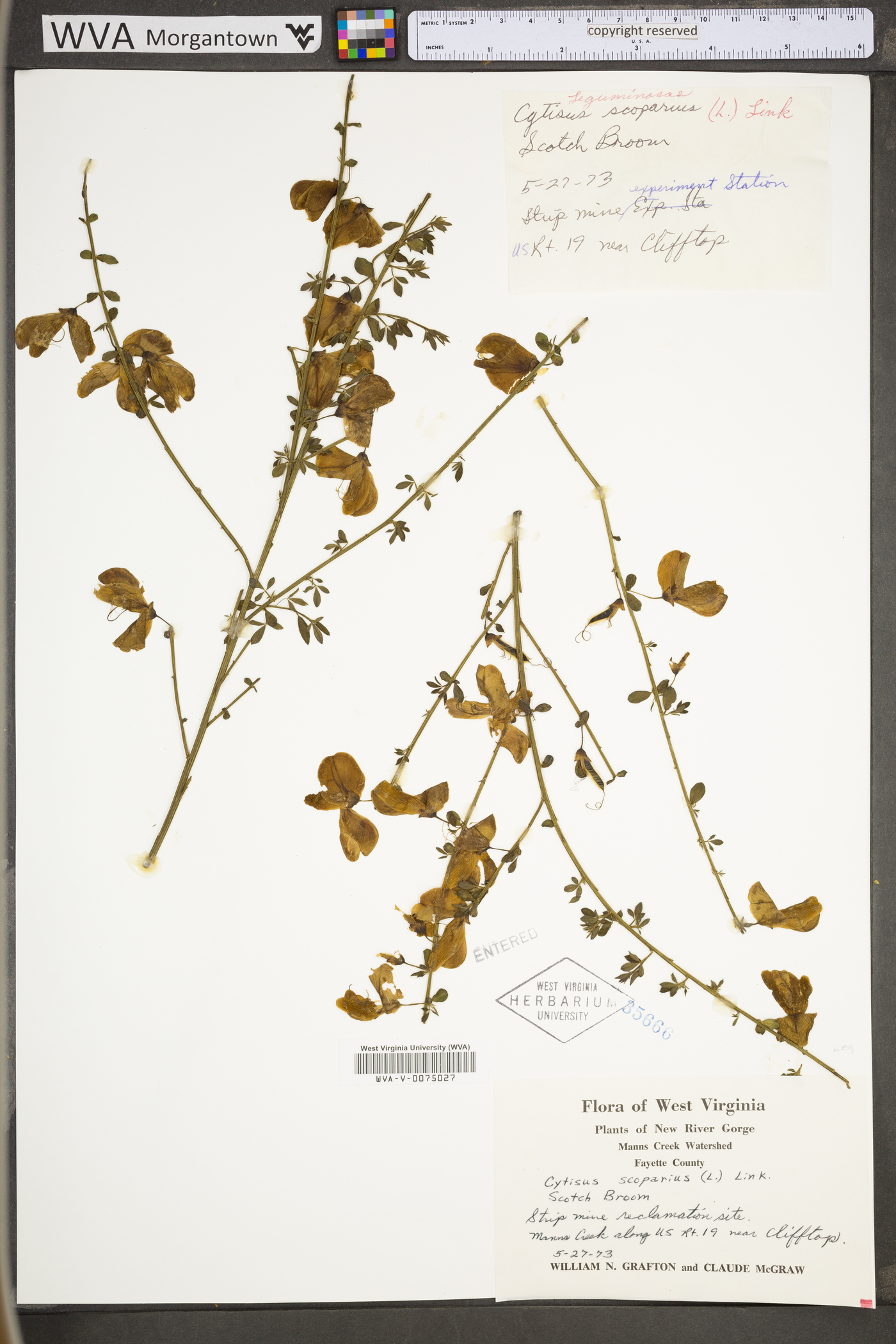 Cytisus scoparius var. scoparius image