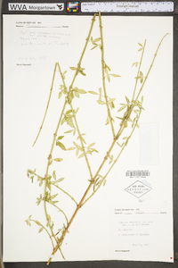 Cytisus scoparius var. scoparius image
