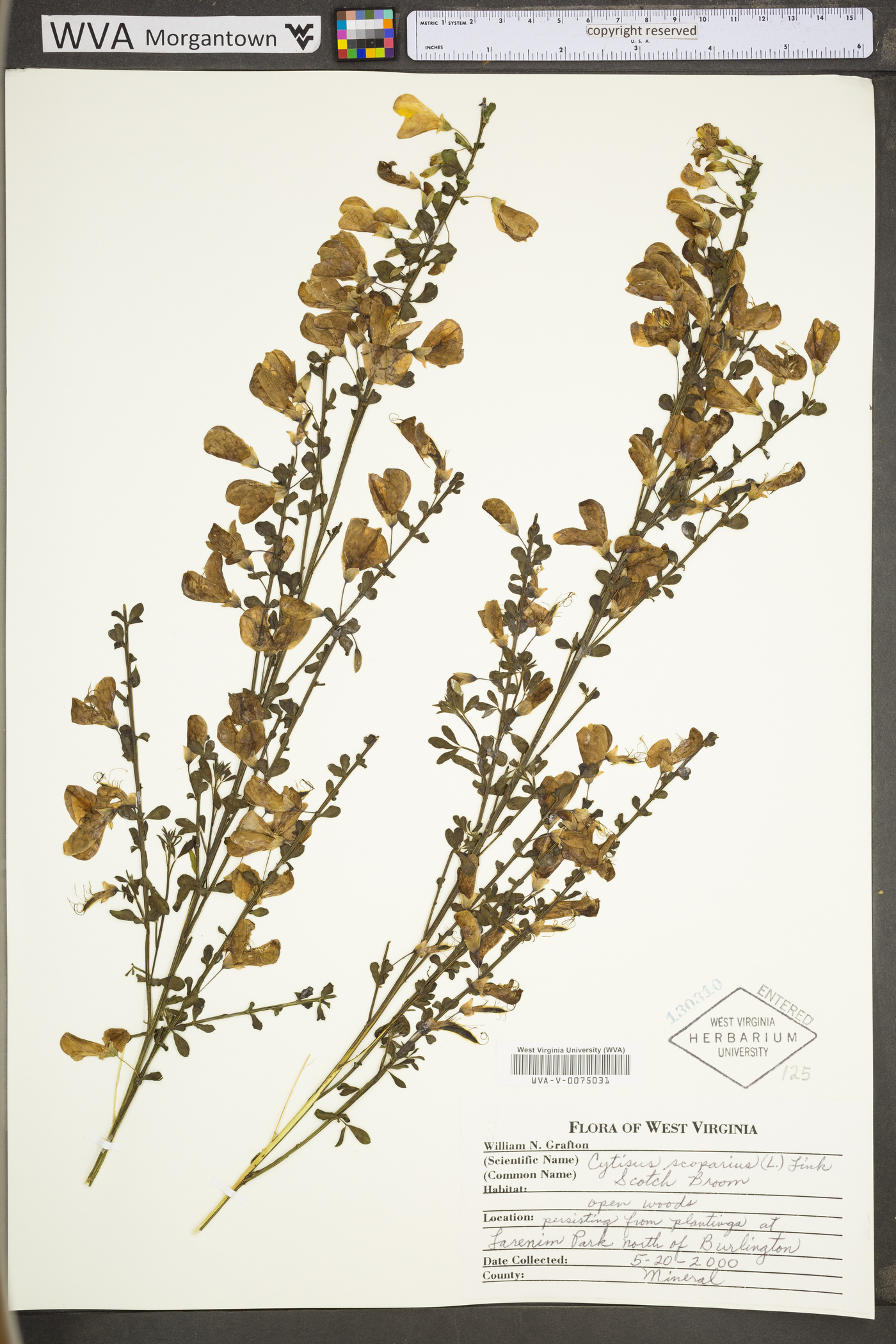 Cytisus scoparius var. scoparius image