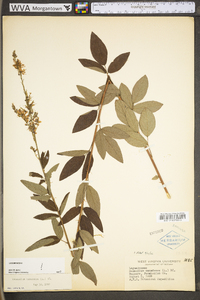 Desmodium canadense image