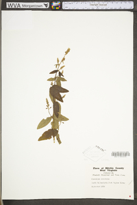 Desmodium canadense image