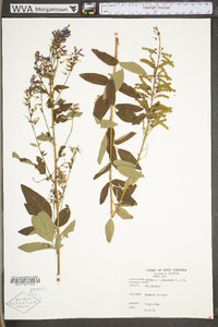 Desmodium canadense image