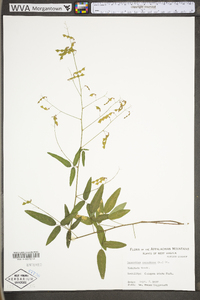 Desmodium canadense image