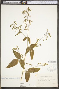 Desmodium canadense image