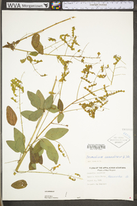 Desmodium canadense image