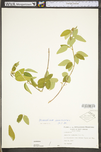 Desmodium canescens image